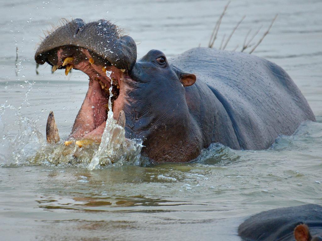 Gondwana Namushasha River Lodge Kongola ภายนอก รูปภาพ